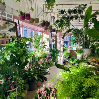 Interior of the Hopeless Botanics shop featuring various assortments of plants in all directions from the floor to the ceiling.
