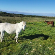 A white and brown horse in a field. Another black horse can be seen in the background.