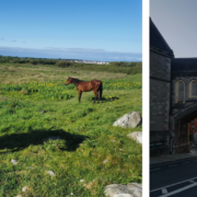A split photo. On the right side is the arch going over the roadway at Christchurch Cathedral Dublin. The left side features a white and brown horse in a field. Another black horse can be seen in the background.